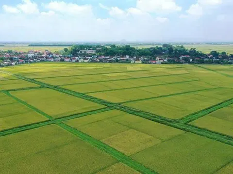 Vượt hạn mức đất nông nghiệp, có phải làm thủ tục thuê đất?