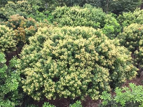 Bắc Giang tập trung chỉ đạo sản xuất vải thiều giai đoạn ra hoa