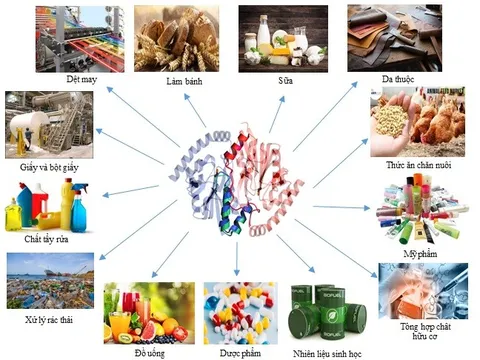 Tăng cường bảo vệ sức khỏe con người bằng cách bổ sung Enzyme