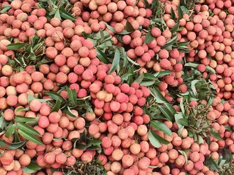 Sản lượng vải thiều Bắc Giang dự đoán giảm đáng kể trong năm 2024