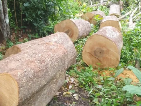 Gia Lai liên tiếp phát hiện các vụ phá rừng