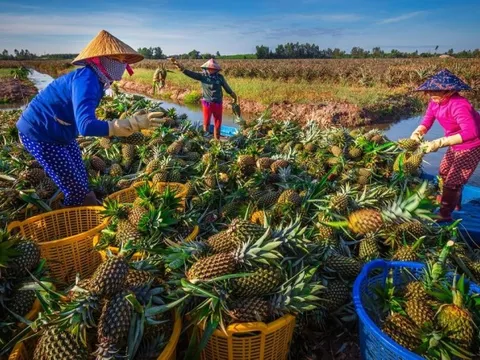 Tiền Giang: Du lịch nông nghiệp, sinh thái ngày càng phát triển