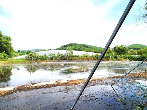 Lâm Đồng: Di dời đàn heo ra khỏi trang trại để khắc phục môi trường