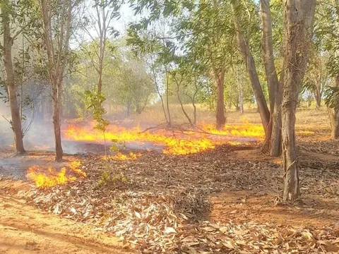Bình Thuận: Ngăn chặn phá rừng, khai thác lâm sản trái phép và phòng cháy chữa cháy rừng