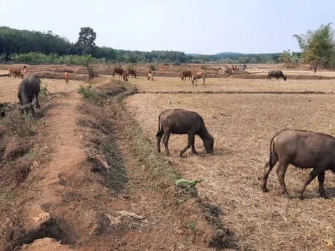 Bình Phước: Chủ động các phương án ứng phó với hạn hán