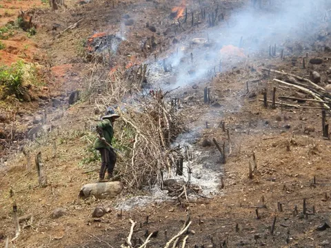 Buông lỏng quản lý dẫn đến suy giảm hơn 2.300ha rừng tự nhiên ở Đắk Lắk