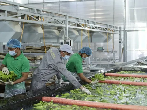 Thoát lỗ gộp, HAGL Agrico vẫn chìm trong 9.600 tỷ đồng lỗ lũy kế