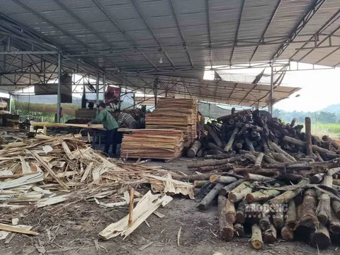 Xử phạt 1 DN gỗ dăm Khánh Hòa không có giấy phép môi trường